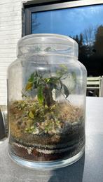 Terrarium, Huis en Inrichting, Ophalen, In pot