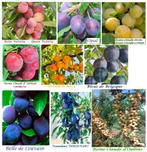 FORSE LAAGSTAM PRUIMELAARS, versch.soorten, 15€/St, Tuin en Terras, Vaste plant, Fruitplanten, Lente, Ophalen