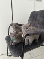 Britse korthaar kittens, Poes, 0 tot 2 jaar