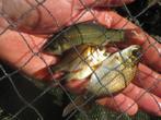 zwarte goudvissen, giebels van 7 tot 20 cm vanaf 1€/st, Karper of Koi