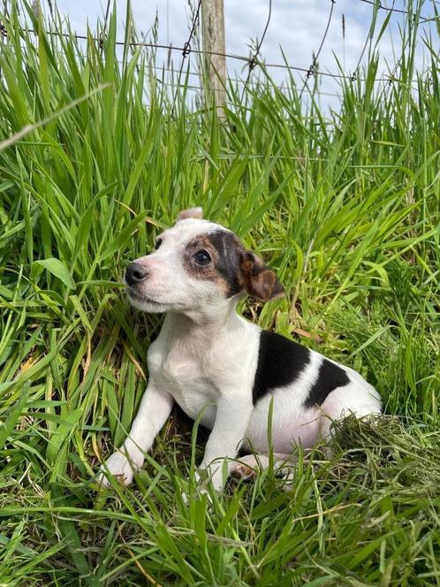 Jack russell, Dieren en Toebehoren, Honden | Jack Russells en Terriërs, Meerdere dieren, Jack Russell Terriër, Fokker | Professioneel