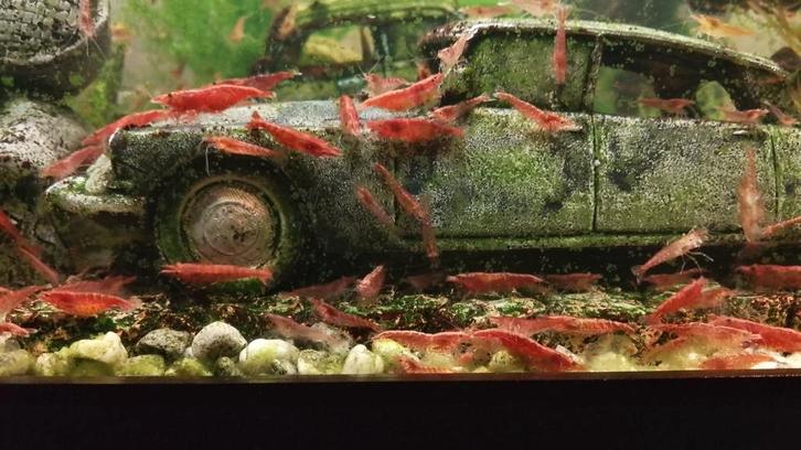 Mooie Rode Vuur garnalen te koop, Dieren en Toebehoren, Vissen | Aquariumvissen, Zoetwatervis, Kreeft, Krab of Garnaal, Schoolvis