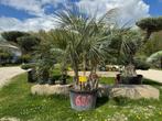 OFFRE CHOC à seulement 690€ !!!! ce magnifique palmier  bu, Jardin & Terrasse, Palmier, Enlèvement ou Envoi