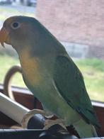 Agapornis dwergpapegaai 8 maanden