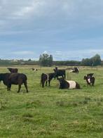 Gallo way, Dieren en Toebehoren, Meerdere dieren, 0 tot 2 jaar
