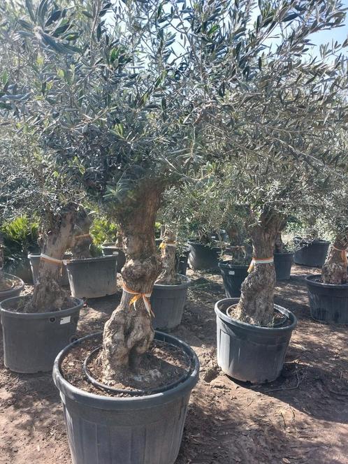 Olijfbomen super ACTIE 220€, Tuin en Terras, Planten | Bomen, Ophalen