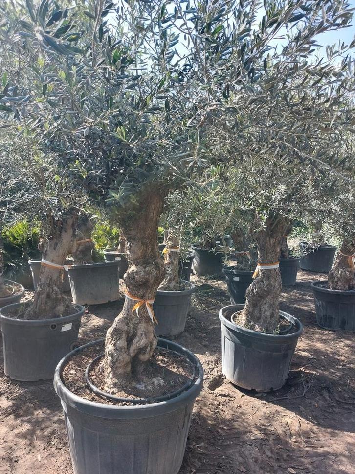 Olijfbomen super ACTIE 220€, Tuin en Terras, Planten | Bomen, Ophalen
