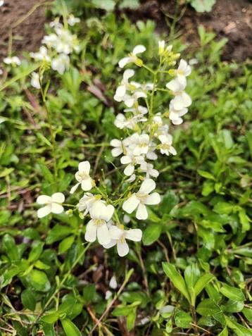 Arabis wit beschikbaar voor biedingen