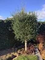 Olijfboom, Tuin en Terras, Planten | Bomen, Ophalen, Volle zon, Olijfboom, 100 tot 250 cm