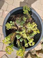 Plante de jardin, Jardin & Terrasse, Enlèvement, Comme neuf