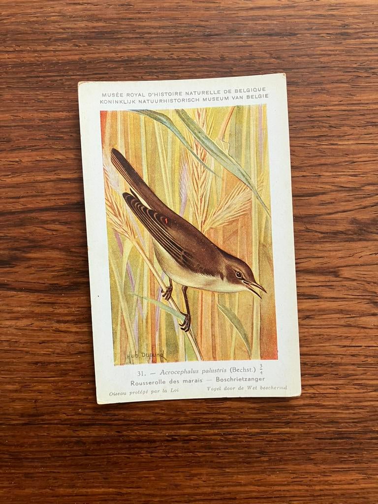 Vogels der Belgische Fauna Reeks 4 (onvolledig), Collections, Cartes postales | Animaux, Enlèvement ou Envoi, 1940 à 1960, Non affranchie