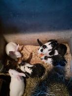 Konijnen, Dieren en Toebehoren, Konijnen