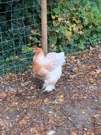Brahma goudpatrijs, Dieren en Toebehoren, Pluimvee