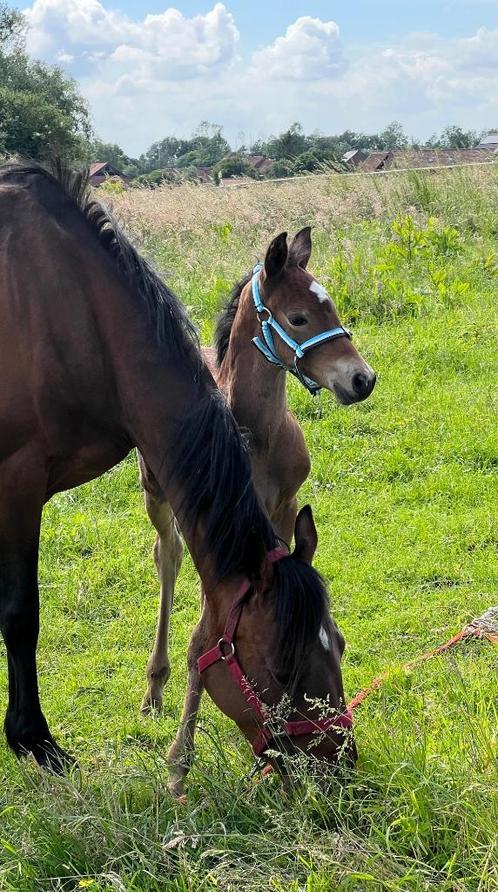 Pension pour chevaux - Tournaisis, Animaux & Accessoires, Box & Pâturages, Élevage, Pâturage, Accessoires, 4 chevaux ou poneys ou plus