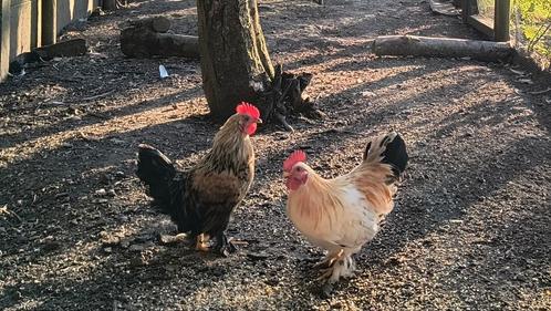 Gratis Haan Cochin/Chabo Kriel, Dieren en Toebehoren, Pluimvee