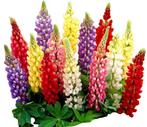 Zaden Lupinus mix oogst 2024, Tuin en Terras, Ophalen of Verzenden