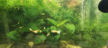 Special gold guppy jongen te koop.1€ stuk beschikbaar voor biedingen