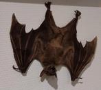 Grande chauve-souris taxidermie curiosités, Collections, Animal sauvage, Animal empaillé, Enlèvement ou Envoi, Neuf