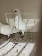 Witte duiven, Dieren en Toebehoren