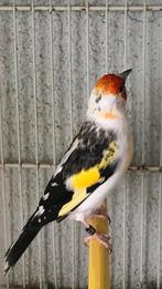 Chardonneret agathe, Dieren en Toebehoren, Vogels | Kanaries, Mannelijk, Postuurkanarie