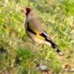 chardonneret  GRIS  himalaya, Canari chanteur, Plusieurs animaux