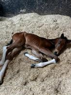 BWP-merrieveulen Lazura x Reddy Wally (Querlybet Hero), Dieren en Toebehoren, Onbeleerd, 165 tot 170 cm, Gechipt, 0 tot 2 jaar