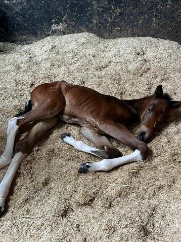 BWP-merrieveulen Lazura x Reddy Wally (Querlybet Hero) beschikbaar voor biedingen