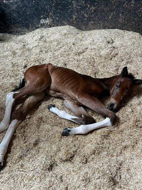 BWP-merrieveulen Lazura x Reddy Wally (Querlybet Hero), Dieren en Toebehoren, Paarden, Onbeleerd, 165 tot 170 cm, 0 tot 2 jaar