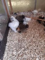 Zijdehoenders, Dieren en Toebehoren, Geslacht onbekend, Kip