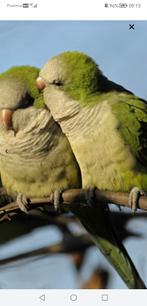 Koppel muisparkieten, Dieren en Toebehoren, Meerdere dieren, Parkiet, Tam