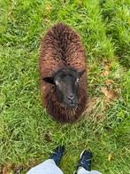 ouessant  ooi, Dieren en Toebehoren, Schapen, Geiten en Varkens, Schaap