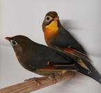 Koppeltje Japanse nachtegalen, Dieren en Toebehoren, Vogels | Overige Vogels, Meerdere dieren, Wildzangvogel, Geringd