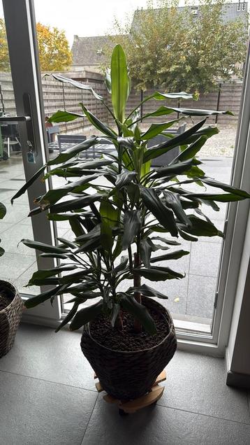 Kamer plant beschikbaar voor biedingen