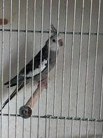 Witte ino valkparkieten te koop witkop man, Dieren en Toebehoren, Meerdere dieren, Parkiet, Geringd