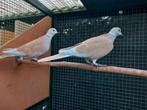 Koppel tortelduif/lachduif, Dieren en Toebehoren, Vogels | Duiven, Meerdere dieren, Tortelduif