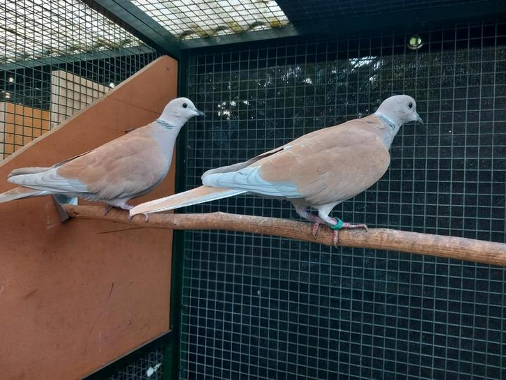 Koppel tortelduif/lachduif, Animaux & Accessoires, Oiseaux | Pigeons, Tourterelle, Plusieurs animaux