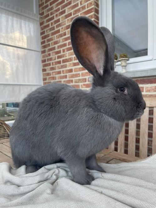Vlaamse reus voedster, Dieren en Toebehoren, Konijnen, Groot, Vrouwelijk, 0 tot 2 jaar