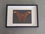 Attacus Atlas vlinder in lijst taxidermie, Huis en Inrichting, Ophalen, Nieuw