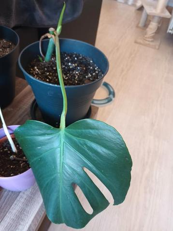 Monstera deliciosa beschikbaar voor biedingen