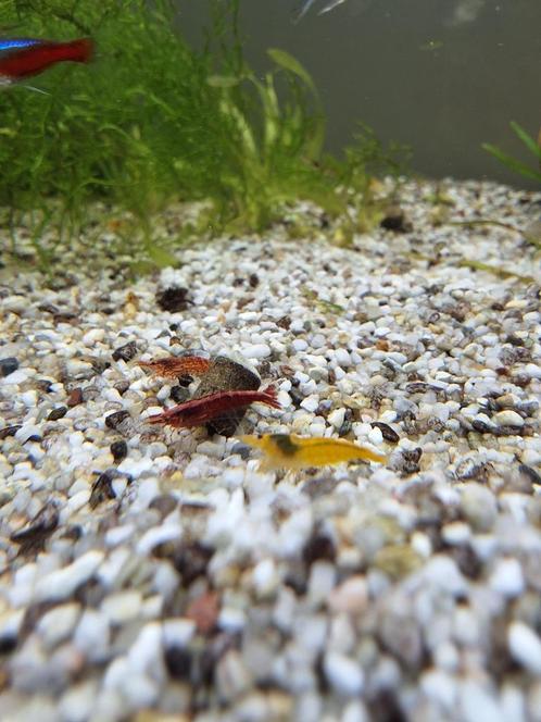 Garnalen mix, Dieren en Toebehoren, Vissen | Aquariumvissen, Zoetwatervis, Kreeft, Krab of Garnaal, Schoolvis