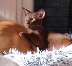 Oosters korthaar Cinnamon kater met Stamboom, Dieren en Toebehoren, Kater, Gechipt, 0 tot 2 jaar