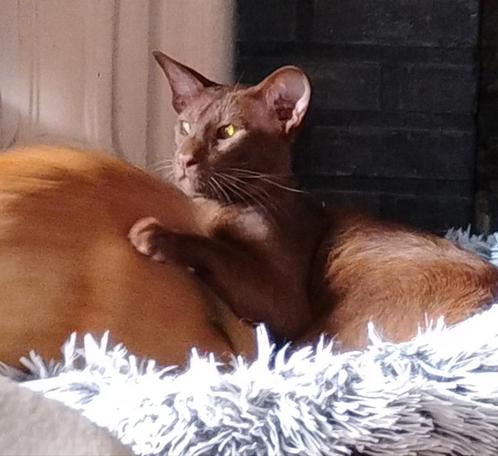 Oosters korthaar Cinnamon kater met Stamboom, Dieren en Toebehoren, Katten en Kittens | Raskatten | Korthaar, Kater, 0 tot 2 jaar