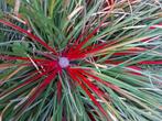 Bromelia fascicularia, Ophalen