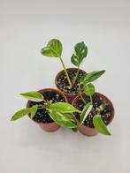 philodendron white princess, Huis en Inrichting, Kamerplanten, Ophalen of Verzenden