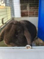 Konijnen, Dieren en Toebehoren, Geslacht onbekend, Middelgroot, 0 tot 2 jaar