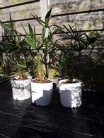 Palmboom Trachycarpus fortunei 4+1 gratis, Tuin en Terras, Planten | Tuinplanten, Winter, Ophalen of Verzenden