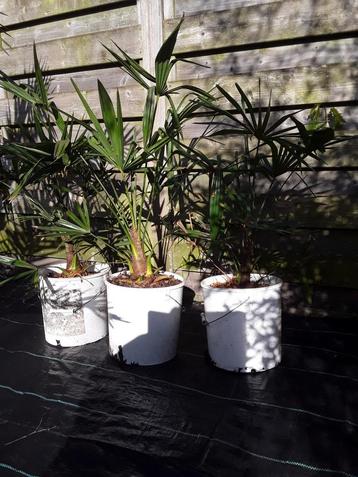 Palmboom Trachycarpus fortunei 4+1 gratis