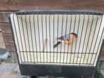 pastel kleur goudvinken mannen, Dieren en Toebehoren, Mannelijk, Wildzangvogel, Geringd