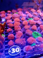 Koralen stekken, Dieren en Toebehoren, Vissen | Aquariumvissen