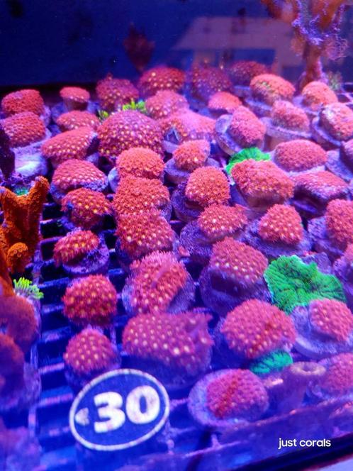 Koralen stekken, Dieren en Toebehoren, Vissen | Aquariumvissen
